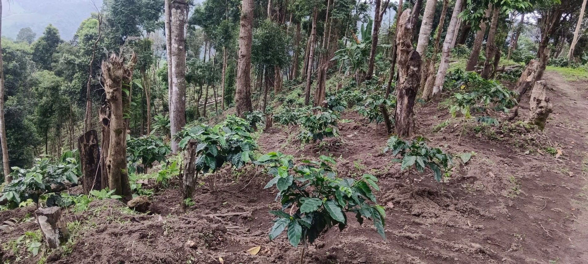 แปลงกาแฟและพืชทางเลือกในพื้นที่สูง